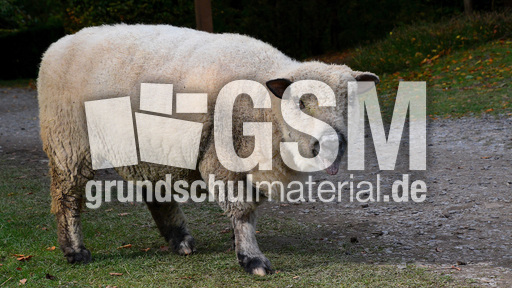 Shropshire-Schaf (5).jpg